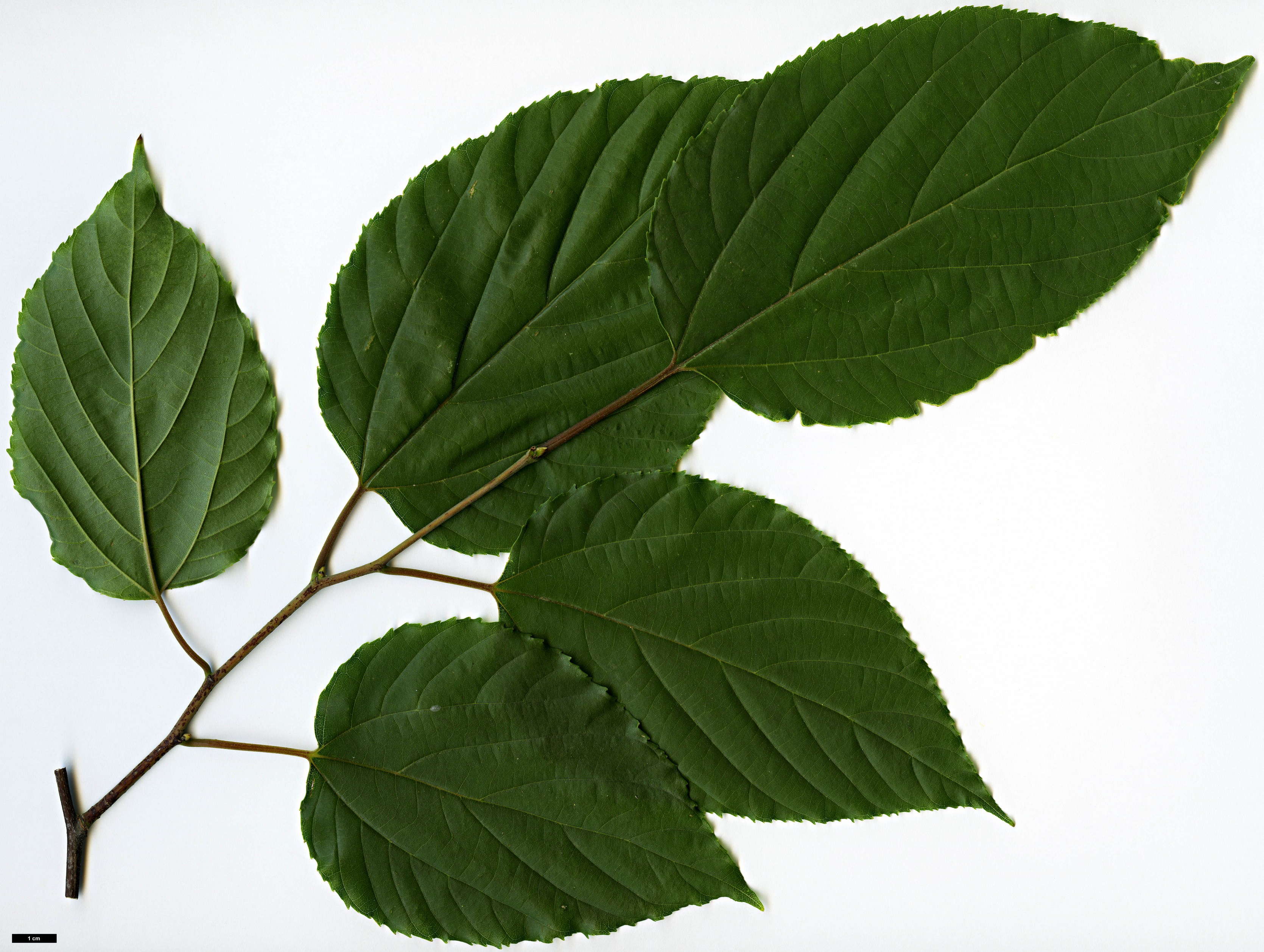 High resolution image: Family: Rhamnaceae - Genus: Hovenia - Taxon: dulcis